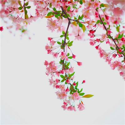 金沙app下载官网